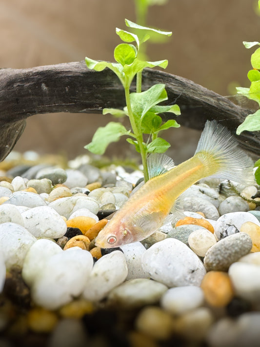 Fancy Mix Guppys (Females & males