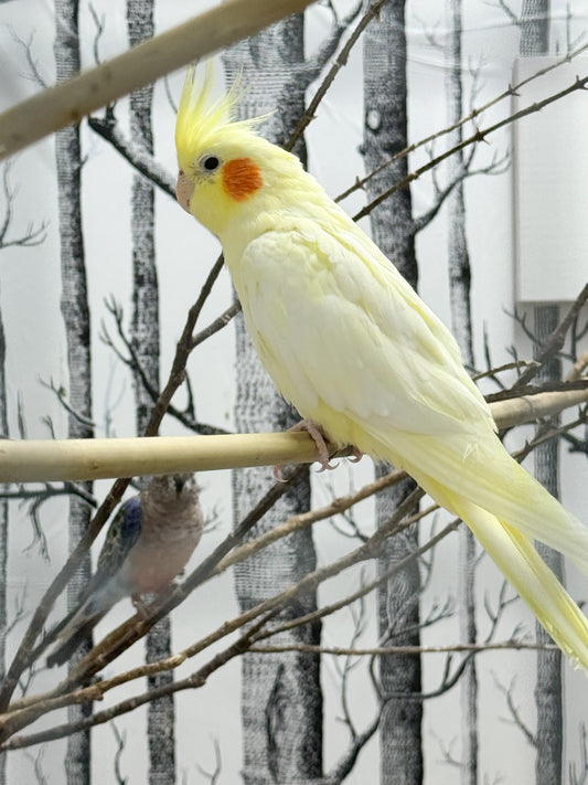 Cockatiels