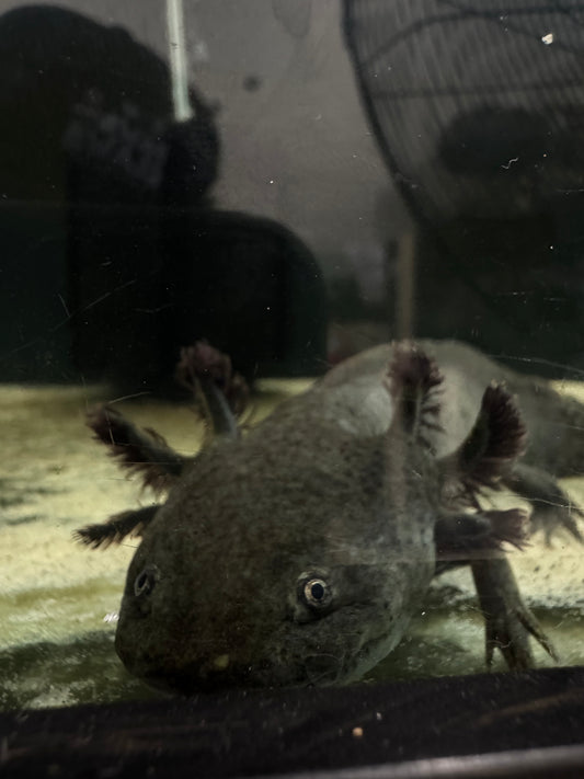 Young adult Axolotl
