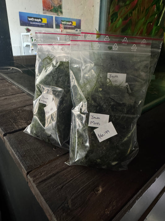 Java moss