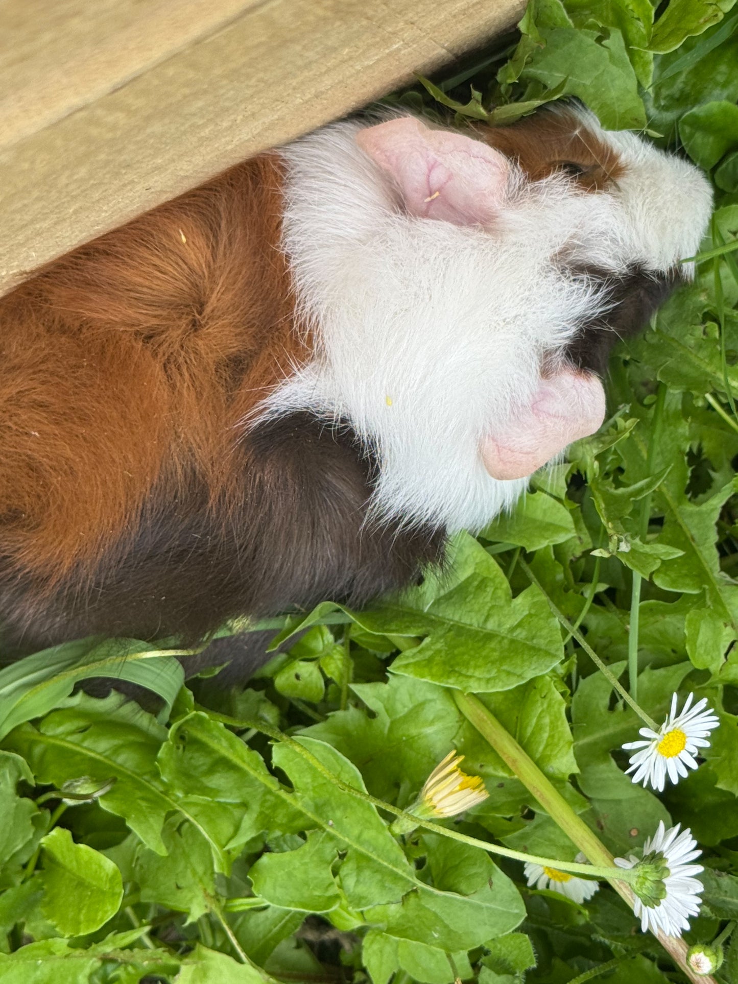 Male Young Guinea Pigs