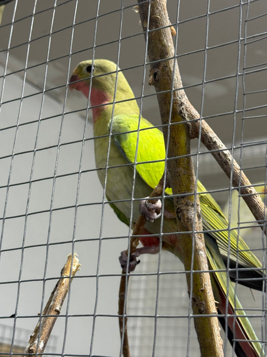 Princess Parrots