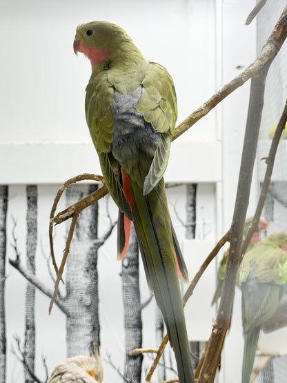 Princess Parrots