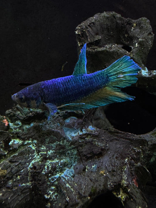 Dark Blue/Green Plakat Male Betta