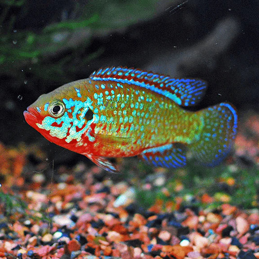 Jewel Cichlid