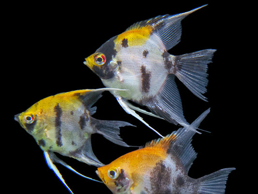 koi angel Fish