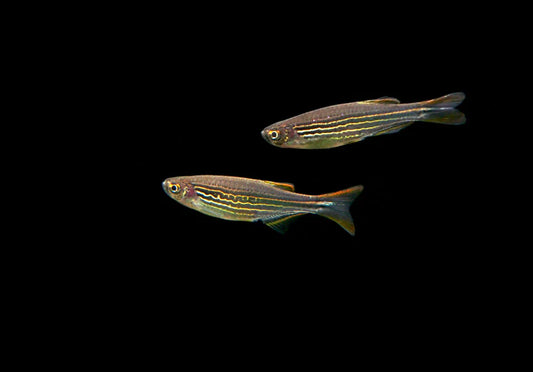 KYATHIT DANIO