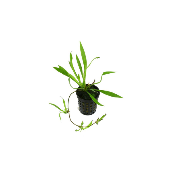Latifolius Chain Sword - Potted