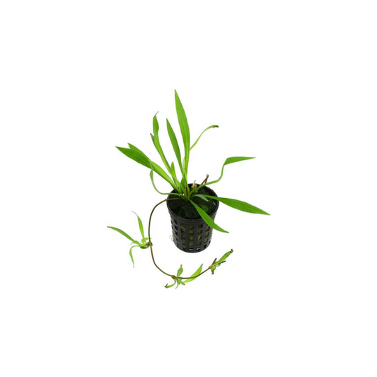 Latifolius Chain Sword - Potted