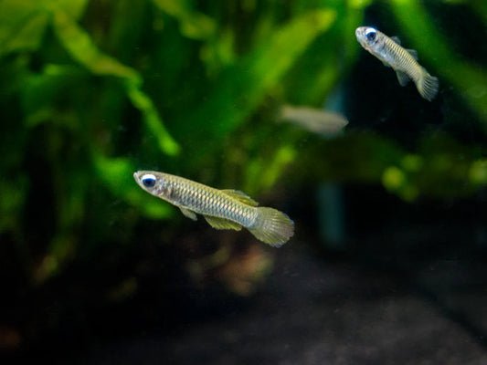 Normans Lampeye Killifish