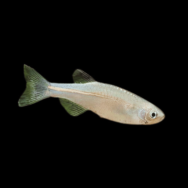 Pearl Danio