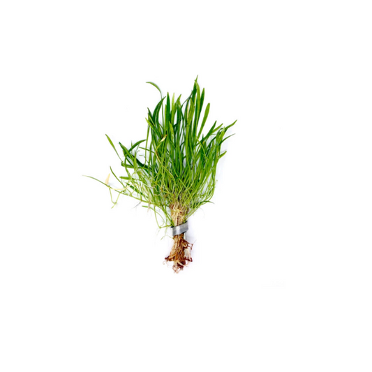 Lilaeopsis Zealandia - Potted
