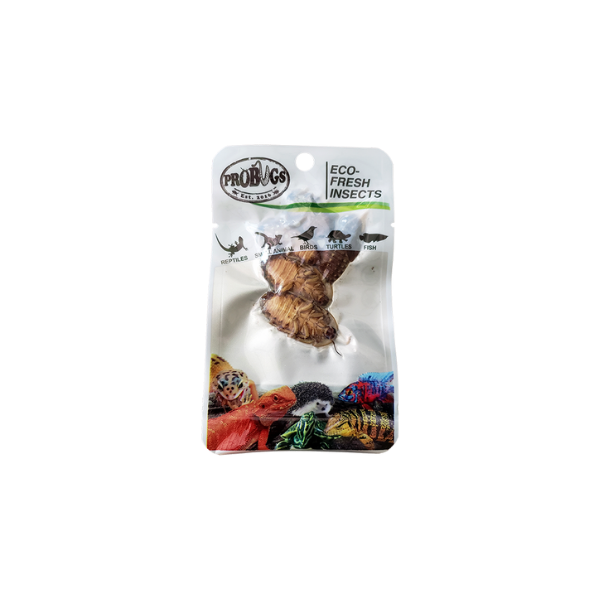 Pro Bugs Eco-Fresh Dubia Cockroaches 5pk
