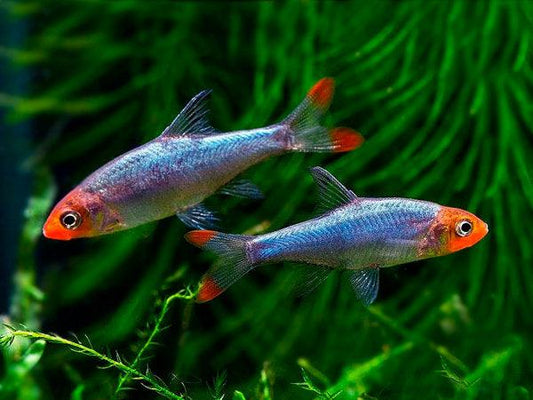 Rasbora Sawbwa