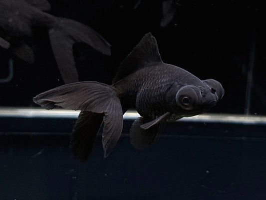 BlackMoore (Small)