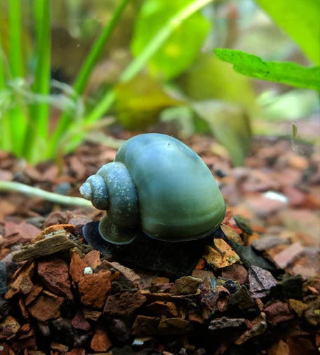 Blue Mystery Snail