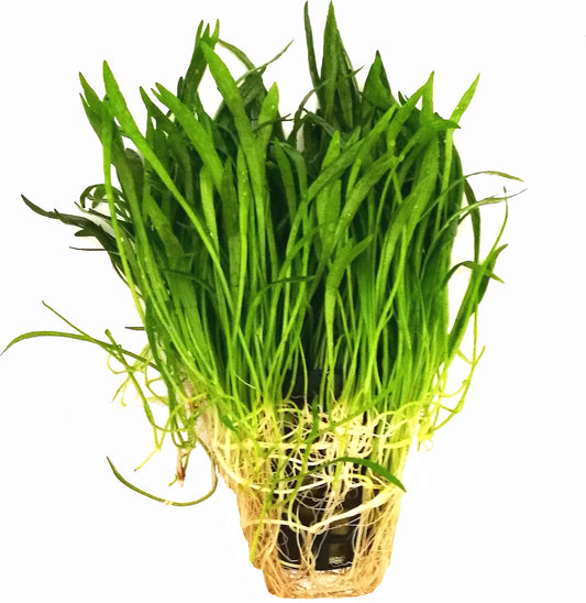 Lilaeopsis Brasiliness - Potted
