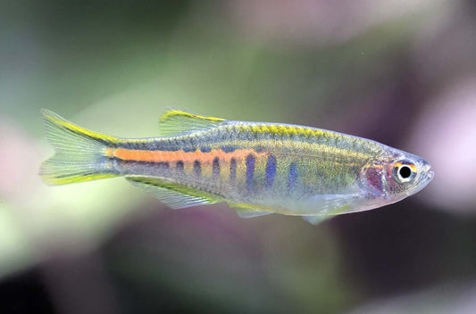 glowlight danio