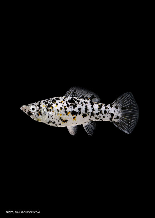 Dalmation Mollys