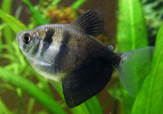 Black widow Tetra