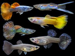 Assorted Premium Guppy