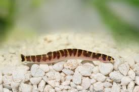 BANDED COOLIE LOACH