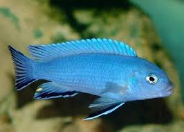 Colbalt Blue Zebra Cichlid