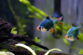 Green Tiger Barb