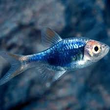 Purple Harlequin Rasbora
