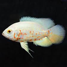 Albino Red Tiger Oscar