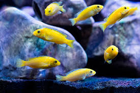 Electric Yellow cichlid