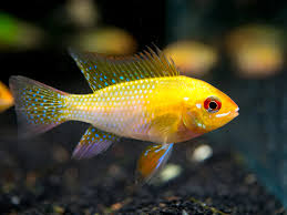 Gold Ram Dwarf Ciclid