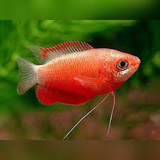 Red Robin Gouramis