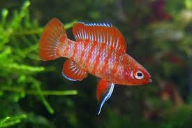 RED SCARLET INDIAN BADIS