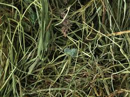 Hay (Large Bag)