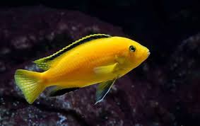 Electric Yellow Cichlids