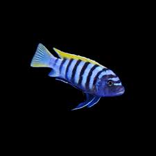Jalo Reef Afra Mbuna Cichlid