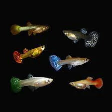 Female Guppy