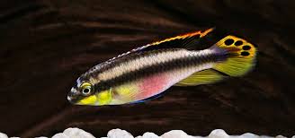 Kribensis