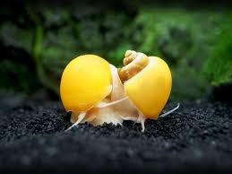 Golden apple snails