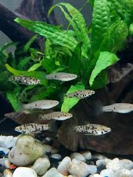 Leopard Fish