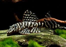 Colombian Zebra Pleco (L129)