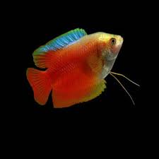Neon Royal Red Dwarf Gourami