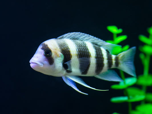 Frontosa Cichlid