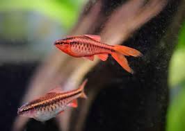 Longfin Cherry Barb