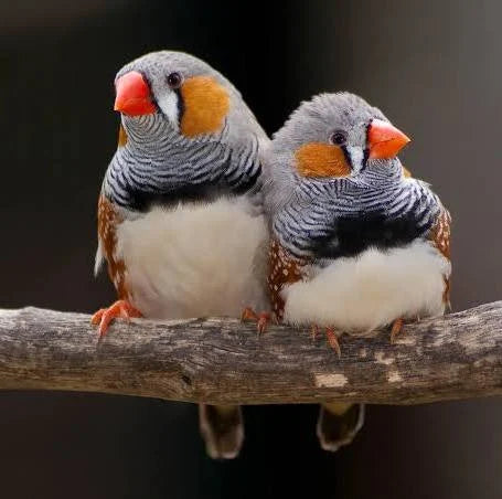 Zebra Finch