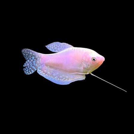 Platinum Gourami
