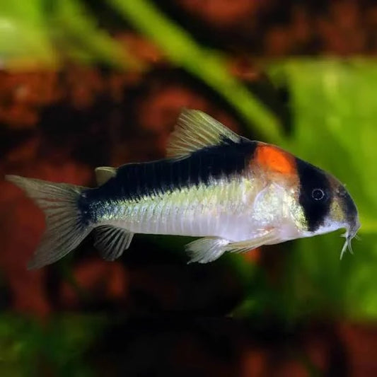 Adolfo's Corydoras