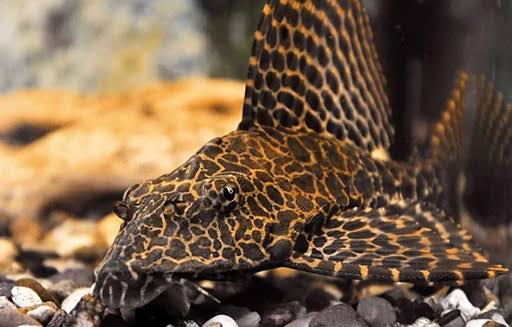 RedSpot Plecostomus