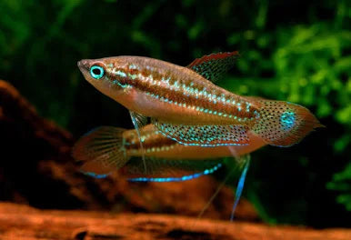 Croaking Gourami